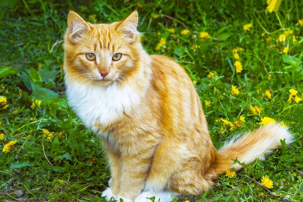 Apelsinfärgad Katt Bakgrund Gula Blommande Maskrosor Och Grönt Gräs Framifrån — Stockfoto