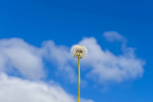 Bulutlar Ile Mavi Gökyüzüne Karşı Kabarık Yalnız Karahindiba Görünüm — Stok fotoğraf