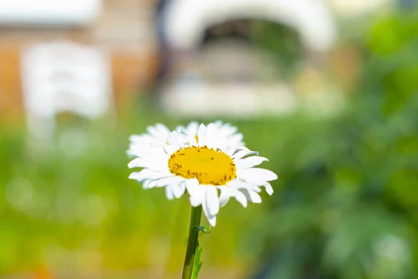 Vacker Daisy Blomma Bakgrund Gräsmattan Framifrån — Stockfoto