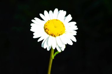 Siyah bir arka plan üzerinde büyük bir papatya. Ön görünüm.