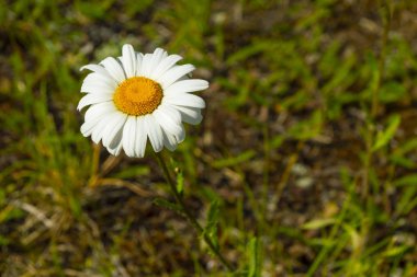 Bitki örtüsünün arka planına karşı turuncu ortası olan beyaz papatya. Ön görünümü.