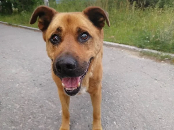 Cane Randagio Colore Rosso Una Strada Della Città Vista Frontale — Foto Stock