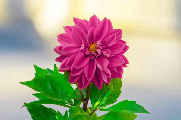 Червоно Рожева Квітка Далії Клумбі Саду Вид Спереду — стокове фото
