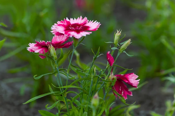 Rosa Nejlika Blommor Framifrån — Stockfoto