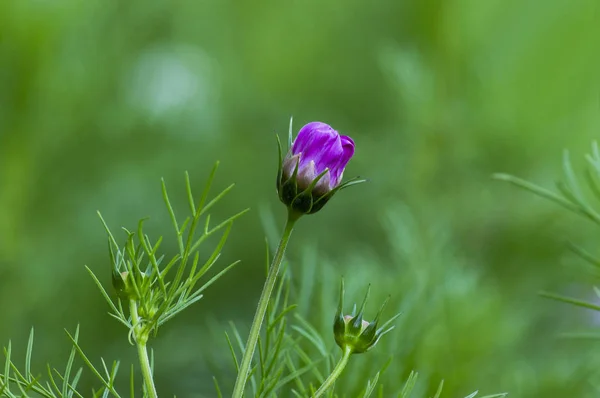 Lila Ouppblåst Blomma Bakgrund Grön Vegetation Framifrån — Stockfoto