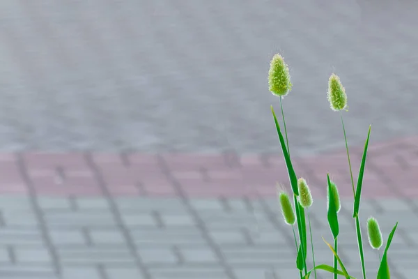 Duas Plantas Cereais Solitárias Vista Frontal — Fotografia de Stock