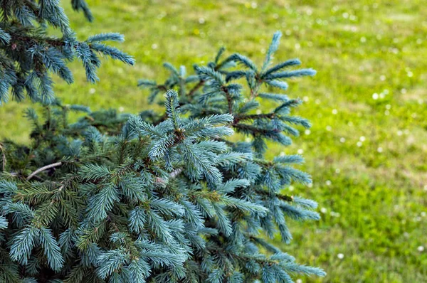 Zweige Von Blaufichten Auf Grünem Rasen Frontansicht — Stockfoto