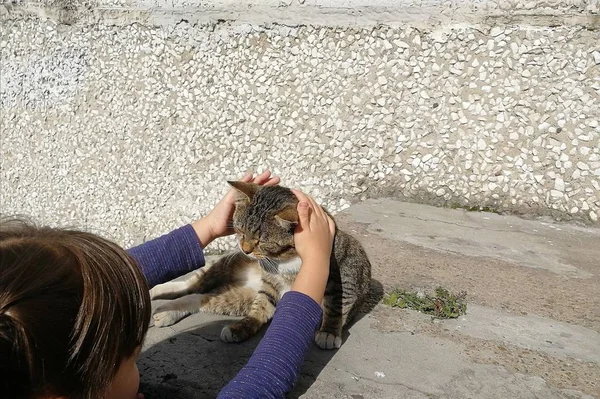 Cute cat in the hands of a child.  Back view.