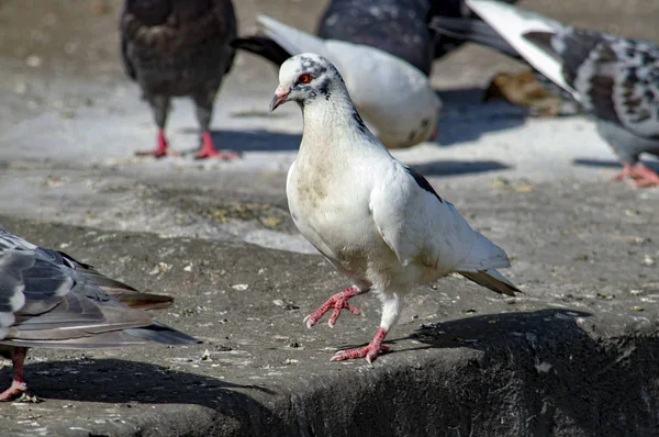 White Dove Other Dark Ones Front View — Stockfoto