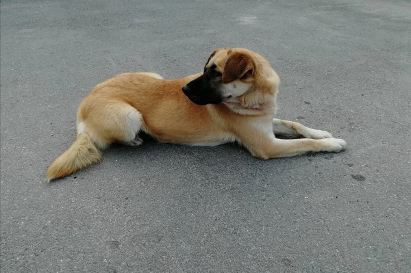 Mongrel Red Dog Lies Pavement Side View — Stock Photo, Image