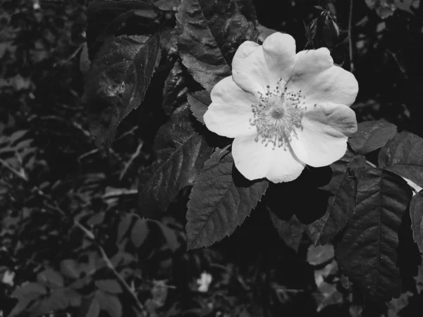 Flores Crescem Área Perto Cerca Cidade Junho — Fotografia de Stock