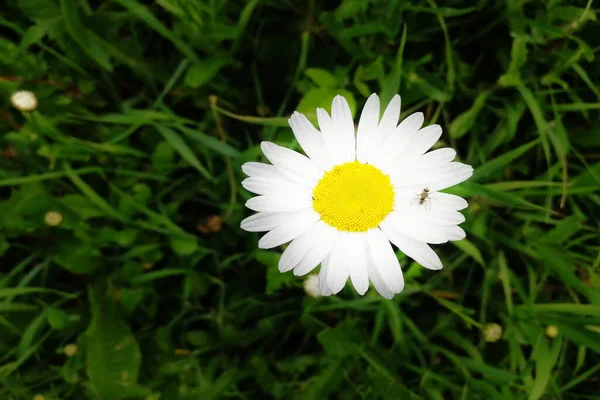 Flower-head of Oxeye daisy or Moon daisy Leucanthemum vulgare perennial plant isolated against green background