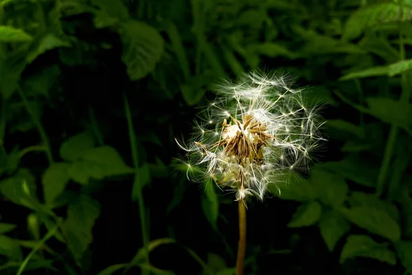 Old Faded Dandelion Grass Young Yellow Dandelions Front View Macro — Stock Photo, Image