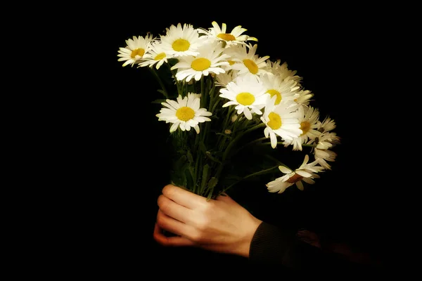 Frontansicht Strauß Gänseblümchen Der Hand Auf Schwarzem Hintergrund — Stockfoto