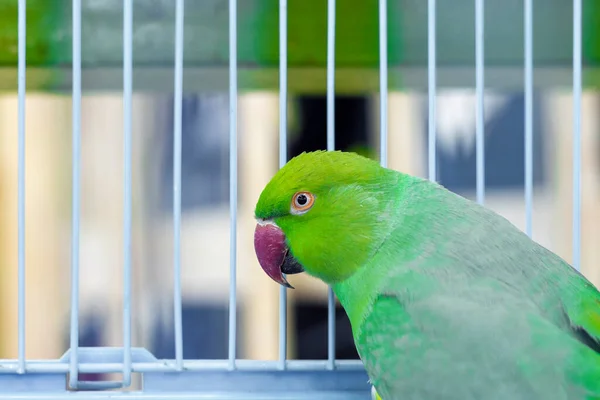 A parrot with a green head. View from the side. Portrait.