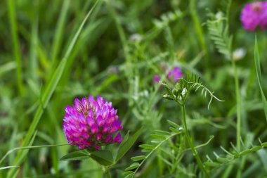 Çiçek yoncaları sıradan. Sibirya bitkisi. Cepheden bir resim. Çiçekler yeşil çimenlerin arka planını bilir..