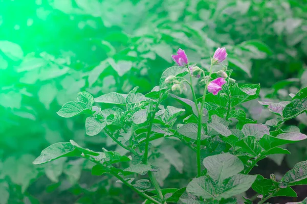Patates Robotu Çiçek Açıyor Çalılıklar Işık Parıltısı Önden Üstten Çekilmiş — Stok fotoğraf