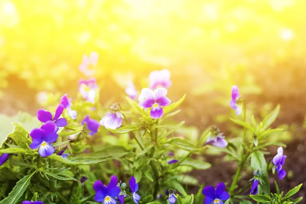 Blauviolette Den Strahlen Der Orangen Sonnen Blick Von Vorne Gesundheit — Stockfoto