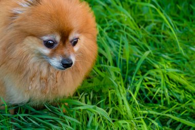Köpek kafası tükürüğü. Yan tarafa bakıyor. Yeşil çimlerin üzerinde duruyor. Yukarıdan görünüm.