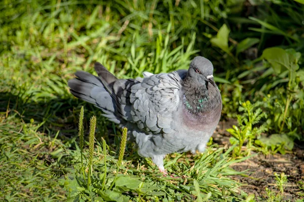 Grå Ensam Duva Utsikt Från Sidan Och Uppifrån Mot Bakgrund — Stockfoto