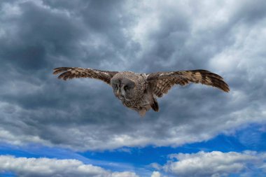 Baykuş gökyüzünde uçar. Kasvetli gri gökyüzünün arkaplanına karşı. Aşağıdan ön görünüm.