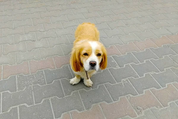 Red Spaniel Sad Expression View Front — Stock Photo, Image