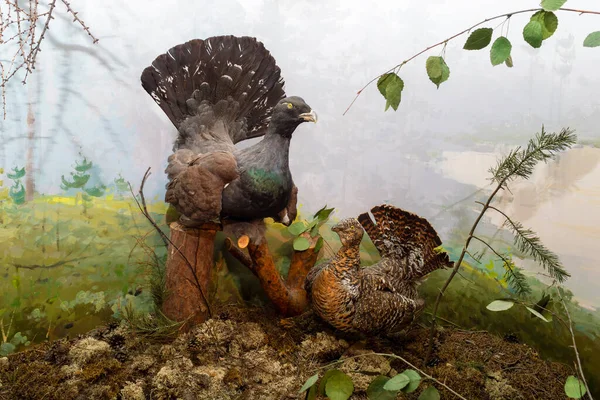 Capercaillie Aves Bosque Vista Desde Frente Una Sesión Flash Relleno —  Fotos de Stock