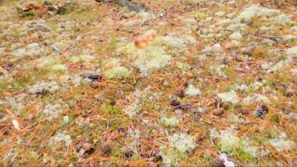 Paddenstoelen Het Siberische Woud Benadering Langzame Beweging — Stockvideo