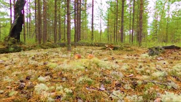 Μανιτάρια Στο Δάσος Της Σιβηρίας Προσέγγιση Αργή Κίνηση — Αρχείο Βίντεο