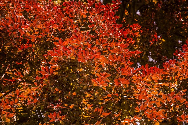 Rote Blätter Baum — Stockfoto