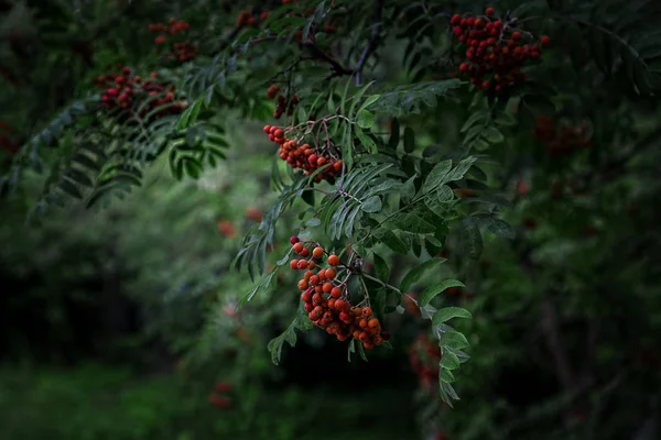 Rowan Árbol Una Llave Oscura —  Fotos de Stock