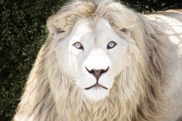 Male Lion Close Blue Eyes — Stock Photo, Image