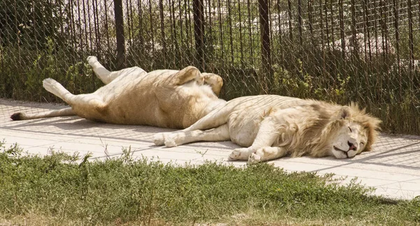 Lev Lvice Spící Přírodě — Stock fotografie