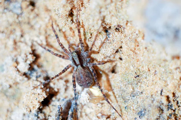 Une Araignée Prédatrice Élève Sur Sable Gros Plan — Photo