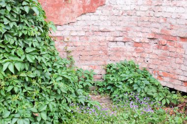 Yeşil bitki örtüsü ile eski tuğla duvar.