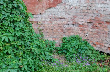 Yeşil bitki örtüsü ile eski tuğla duvar.