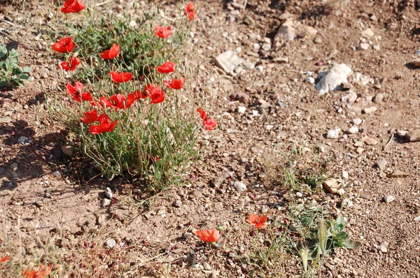 Çiçek Haşhaş Taş Zeminde Kırmızı — Stok fotoğraf