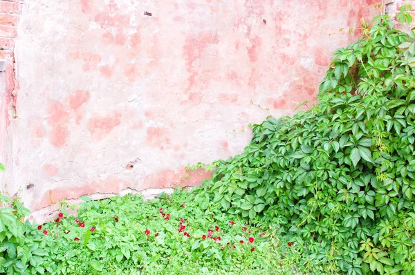 Yeşil bitki örtüsü ile eski tuğla duvar.