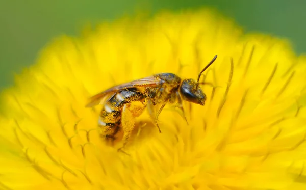 Schöne Biene Sammelt Nektar Aus Einem Gelben Löwenzahn — Stockfoto