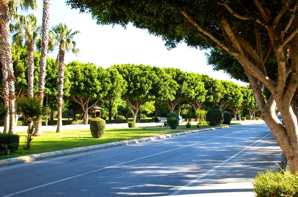 Uma Estrada Moderna Cercada Por Lindas Árvores Verdes Sol Primavera — Fotografia de Stock