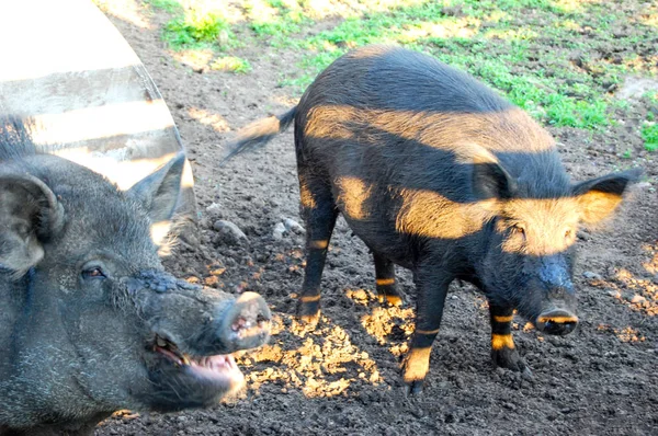 Cheerful wild boar and female boar