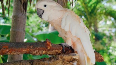 Güzel bir papağan bir dal üzerinde oturur