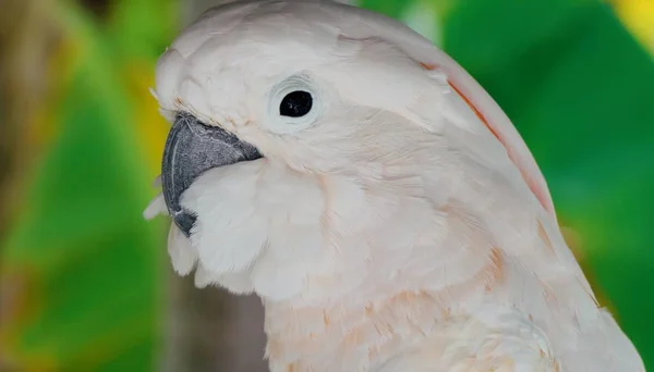 Beautiful Parrot Sits Branch — Stock Photo, Image