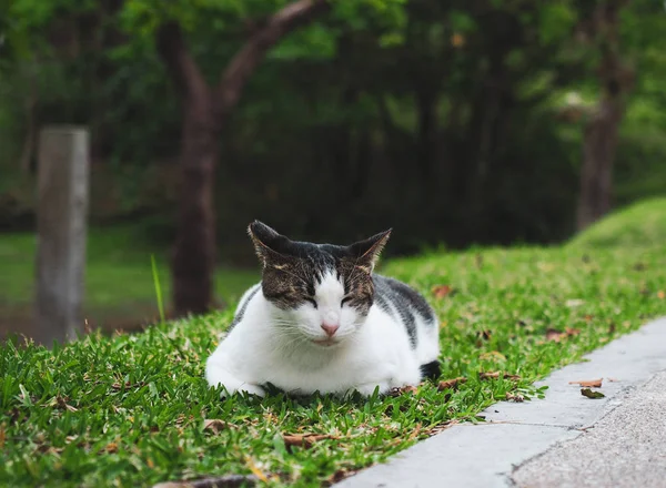 Leuke Kat Onze Deur Park — Stockfoto