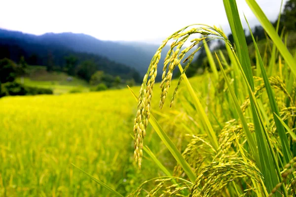 Autumn Rice Filed Paddy Rice — Stock Photo, Image