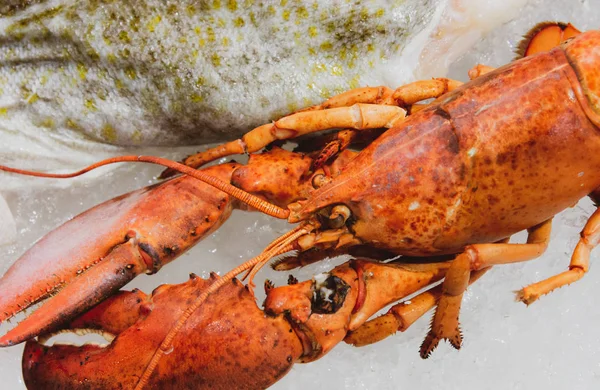 Boiled Maine lobster, Lobster background