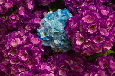 Farklı çiçekler arka plan, Fransız ortanca