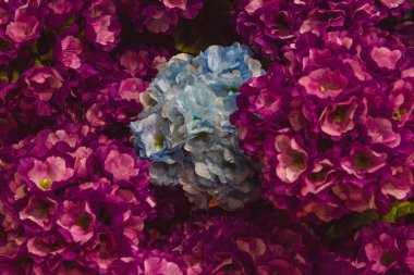 Farklı çiçekler arka plan, Fransız ortanca