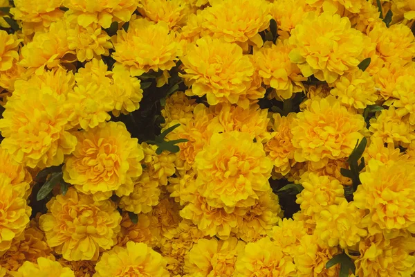 Цветы Желтой Хризантемы Цветы Мэриголд Поле — стоковое фото