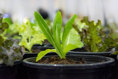 tencerede, sebze büyüyen yeşil bitki küçük yaprakları ile